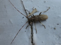Acalolepta fraudatrix from 대한민국 천안시 목천읍 충청남도 천안시 동남구 목천읍 지산리 산 11-4 on 2019년 08월 11일... 