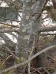 백송 in 4월 2025 by Liz Weinstein // A.K.A. mushroomphotography · iNaturalist 백송 (Pinus bungeana)