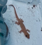 집도마뱀부치 from Melba St, Armstrong Beach, QLD, AU on... 오후 by Caleb Catto · iNaturalist 집도마뱀부치 (Hemidactylus frenatus)