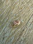 Senticaudata from Missouri St, Sterling, AK, US on 2025년 03월 29일 (토) at 12:17 오후 by erin911_ · iNaturalist Suborder... 
