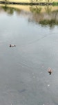 홍머리오리 from 7-15 Suizenji Kōen, Chuo Ward, Kumamoto, 862... Алиса Жукова · iNaturalist 홍머리오리 (Mareca penelope)