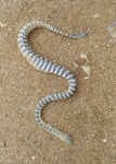 Hydrophis schistosus from 102, Gharkul Society, Bharat Nagar, Versova, Andheri West, Mumbai, Maharashtra 400061, India on 2019년... 