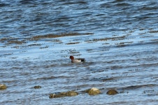 홍머리오리 from 4000 Roskilde, Denmark on 2025년 04월 07일... 오전 by theonecookie · iNaturalist 홍머리오리 (Mareca penelope)