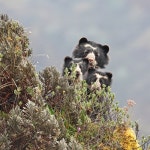 안경곰속 (Genus Tremarctos) · iNaturalist 안경곰속 (Genus Tremarctos)