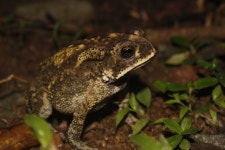 아시아검은안경두꺼비 from 7699+35P Thuruwadula Analog... iNaturalist 아시아검은안경두꺼비 (Duttaphrynus melanostictus)
