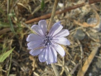 The wild ancestor of the cultivated chicory. A common plant in Portugal, adds an excelent bitter ... · iNaturalist 치커리... 