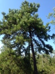 리기다소나무 from 51–99 Cross Bay Blvd, New York, NY, US on... by lauramarieplatt · iNaturalist 리기다소나무 (Pinus rigida)