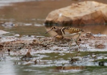 호사도요 from Bamako, Mali on 2010년 05월 02일 (일) at 10:35... Thierry Helsens · iNaturalist 호사도요 (Rostratula benghalensis)
