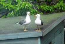 줄무늬노랑발갈매기 from Tidswell Cl, Quedgeley, Gloucester... by Mike King · iNaturalist 줄무늬노랑발갈매기 (Larus fuscus)