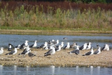 카스피해갈매기 from Elsdorf, Deutschland on 2016년 09월... by Marion Zöller · iNaturalist 카스피해갈매기 (Larus cachinnans)