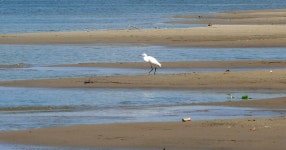 쇠백로 from Báta, 7149 Hungary on 2022년 08월 18일 (목) at 10:43 오후 by podani · iNaturalist 쇠백로 (Egretta garzetta)