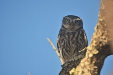 금눈쇠올빼미 from 8365 Pêra, Portugal on 2025년 04월 23일... 오후 by Luis Santos · iNaturalist 금눈쇠올빼미 (Athene noctua)
