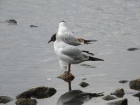 붉은부리갈매기 from Leigh WN7, UK on 2025년 04월 25일 (금)... rhcooke · iNaturalist 붉은부리갈매기 (Chroicocephalus ridibundus)