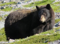 아메리카흑곰 from Pierce County, WA, USA on 2015년 09월... of one.... · iNaturalist 아메리카흑곰 (Ursus americanus)
