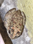 아시아검은안경두꺼비 from 8QXM+XQW, Gudari, Odisha 765026... iNaturalist 아시아검은안경두꺼비 (Duttaphrynus melanostictus)