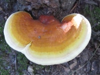 Ganoderma from 대한민국 충청남도 천안시 동남구 목천읍 도장리 on 2019년 08월 25일 (일) at 09:20 오후 by onidiras... 
