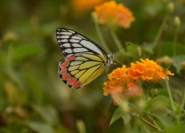 Delias eucharis from Ridge Rd, Simla Nagar, Malabar Hill, Mumbai, Maharashtra 400006, India on 2018년 02월 07일 (수) at 02:03... 