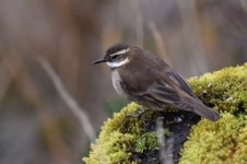 Cinclodes albidiventris from Parque Nacional Sangay, Ecuador on 2019년 08월 26일 (월) by Joel villacis. el registro se realizo... 