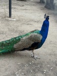인도공작 from Karaganda, Karagandy, KZ on 2025년 04월 23일... at 03:09 오후 by zhaniyaaa · iNaturalist 인도공작 (Pavo cristatus)