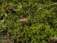 양봉꿀벌 from Gachetá, Cundinamarca, Colombia on 2019년 07월 26일 (금) at 03:59 오전 by Nicolás Sánchez García... 