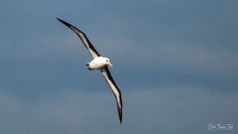 검은눈썹알바트로스 from Fuerte Bulnes, Punta Arenas... Tapia · iNaturalist 검은눈썹알바트로스 (Thalassarche melanophris)