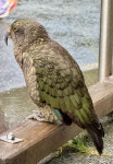 케아앵무 from Milford Sound Hwy, Milford Sound, Southland, NZ... 오후 by urmyxtcsur · iNaturalist 케아앵무 (Nestor notabilis)