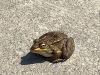 참개구리 from 죽성동, 서산시, 충청남도, KR on 2025년 04월 26일 (토) at 10:46 오전 by Kim, Hyun-tae · iNaturalist 참개구리... 