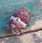Platybrachys from Bargo on 2025년 04월 28일 (월) by Stephen Snow · iNaturalist Genus Platybrachys