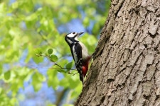 오색딱따구리 from 24 Kiel-Elmschenhagen, Deutschland on... 오후 by angela_husfeld · iNaturalist 오색딱따구리 (Dendrocopos major)