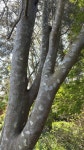 백송 from Cladrastis Ave, Providence, RI, US on 2025년 04월... at 10:45 오전 by lindsayneagle · iNaturalist 백송 (Pinus bungeana)