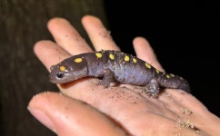 Ambystoma maculatum from Saint Francisville, LA, US on 2025년 04월 28일 (월) at 08:28 오후 by aboulmay. With a little help... 
