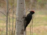 까막딱따구리 from Завьяловский р-н... by Борис Георги · iNaturalist 까막딱따구리 (Dryocopus martius)