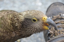 케아앵무 from Selwyn District, Canterbury, New Zealand on... at 03:06 오후 by Jane Gosden · iNaturalist 케아앵무 (Nestor notabilis)
