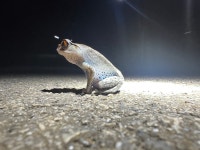 Leptobrachium hendricksoni from San Kala Khiri National Park, Saba Yoi District, Songkhla, TH on 2025년 05월 10일 (토) at 08:26... 