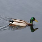 청둥오리 from Hampton, NB, Canada on 2025년 05월 08일 (목)... 오후 by Will Linnard · iNaturalist 청둥오리 (Anas platyrhynchos)