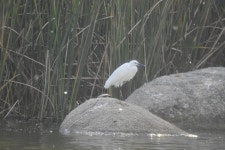 쇠백로 from Fronteira, 7460, Portugal on 2025년 05월 11일 (일) at 06:39 오후 by David Pereira · iNaturalist 쇠백로 (Egretta... 