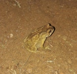 아시아검은안경두꺼비 from Palakkad on 2025년 05월 13일... iNaturalist 아시아검은안경두꺼비 (Duttaphrynus melanostictus)