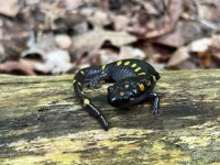 Ambystoma maculatum in 5월 2025 by Sydney Elliott · iNaturalist Ambystoma maculatum