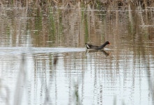 쇠물닭 from Ульяновск, Ульяновская обл., Россия, 432005 on 2025년 05월 15일 (목) at 01:37 오후 by... 