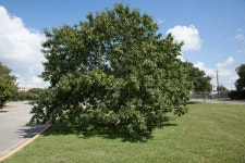 Quercus muehlenbergii from Triangle State, Austin, TX, USA on 2010년 10월 10일 (일) at 11:20 오전 by Victor Engel... 