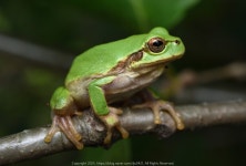 청개구리 in 5월 2025 by 양일주 · iNaturalist 청개구리 (Hyla japonica)
