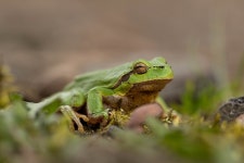 유럽청개구리 from Powiat cieszyński, Polska on 2025년 03월... 04:55 오후 by wojteks95 · iNaturalist 유럽청개구리 (Hyla arborea)
