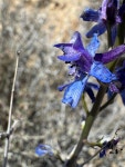Delphinium parishii from Maze-Window Loop, Joshua Tree, CA, US on 2025년 05월 18일 (일) at 09:52 오전 by Katelyn Gobbie... 