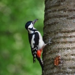 오색딱따구리 in 5월 2025 by vadmese · iNaturalist 오색딱따구리 (Dendrocopos major)