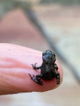 Bufo spinosus from Avenue Pierre Nieto, Fréjus, Provence-Alpes-Côte dAzur, FR on 2025년 05월 20일 (화) at 05:19 오후 by... 