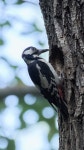 오색딱따구리 from Советский р-н, Казань... by Ruslan Izmestev · iNaturalist 오색딱따구리 (Dendrocopos major)