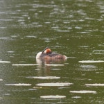 3100 Hornbæk, Denmark on 2025년 05월 24일 (토) at 04:24 오전 by Sune Holt. #H7369 · iNaturalist 뿔논병아리 (Podiceps cristatus)