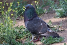집비둘기 from Lindo Lake, Lakeside, CA, USA on 2025년 05월... Basden · iNaturalist 집비둘기 (Variety Columba livia domestica)