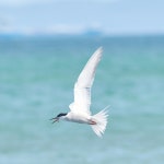 from Gribskov, DK-HS, DK on 2025년 05월 26일 (월) at 03:43 오전 by Sune Holt. #H7458 · iNaturalist 제비갈매기 (Sterna hirundo)