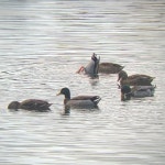 청둥오리 from Ridgegate Road, Macclesfield, England, GB on... 오후 by Alan Holding · iNaturalist 청둥오리 (Anas platyrhynchos)
